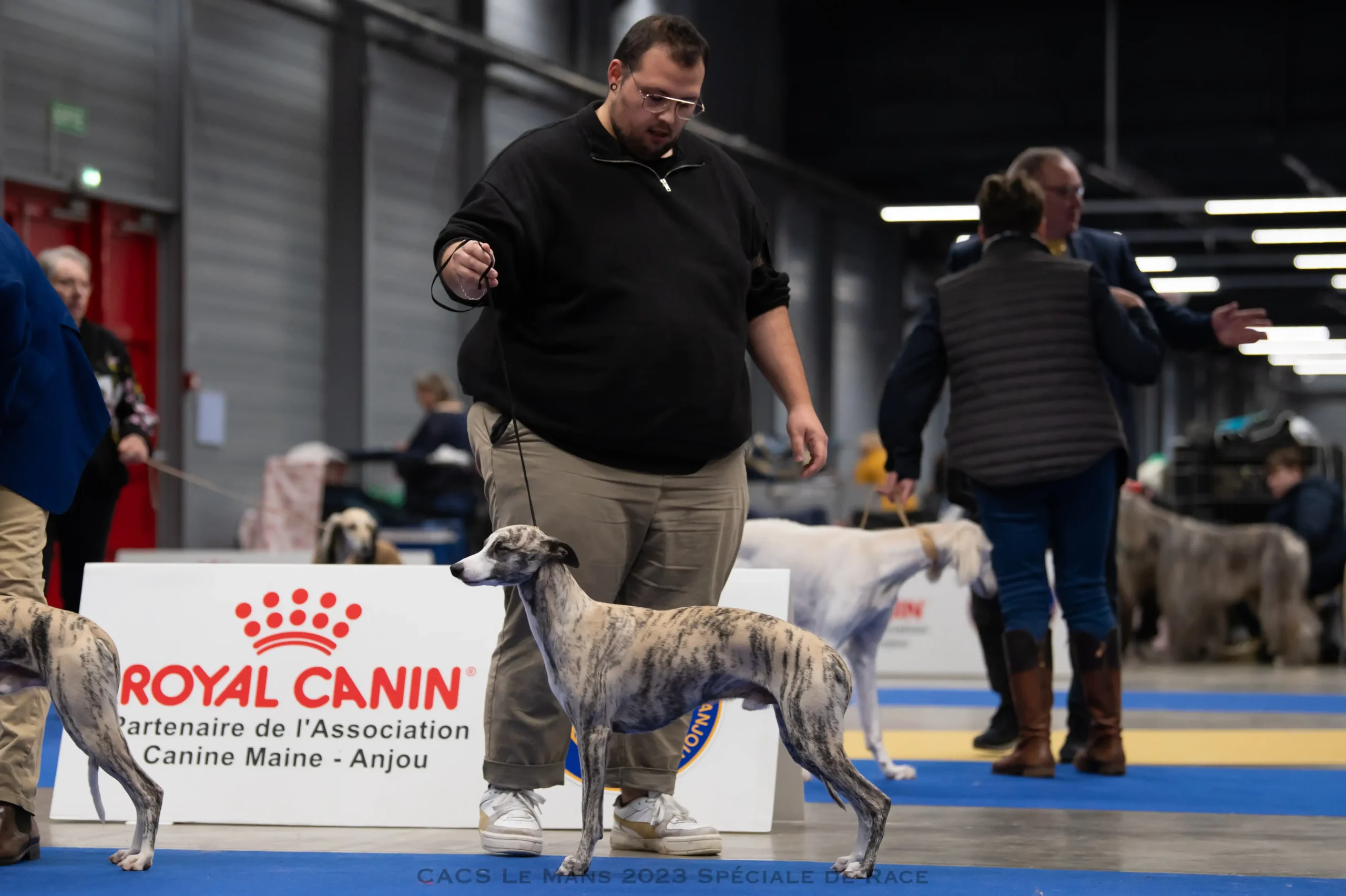 Exposition canine whippet mâle concours Elevage dans la Loire