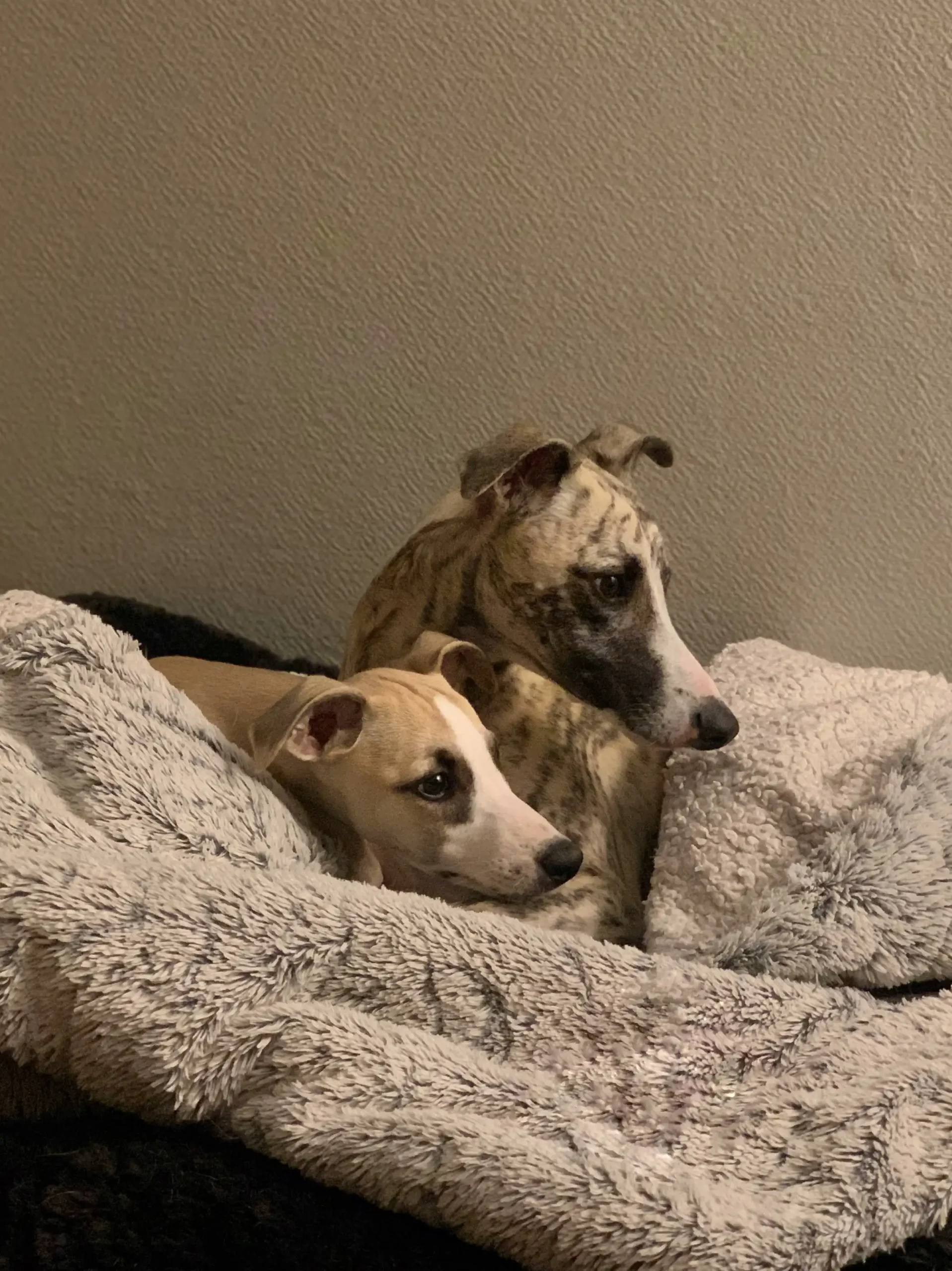 Whippets couple