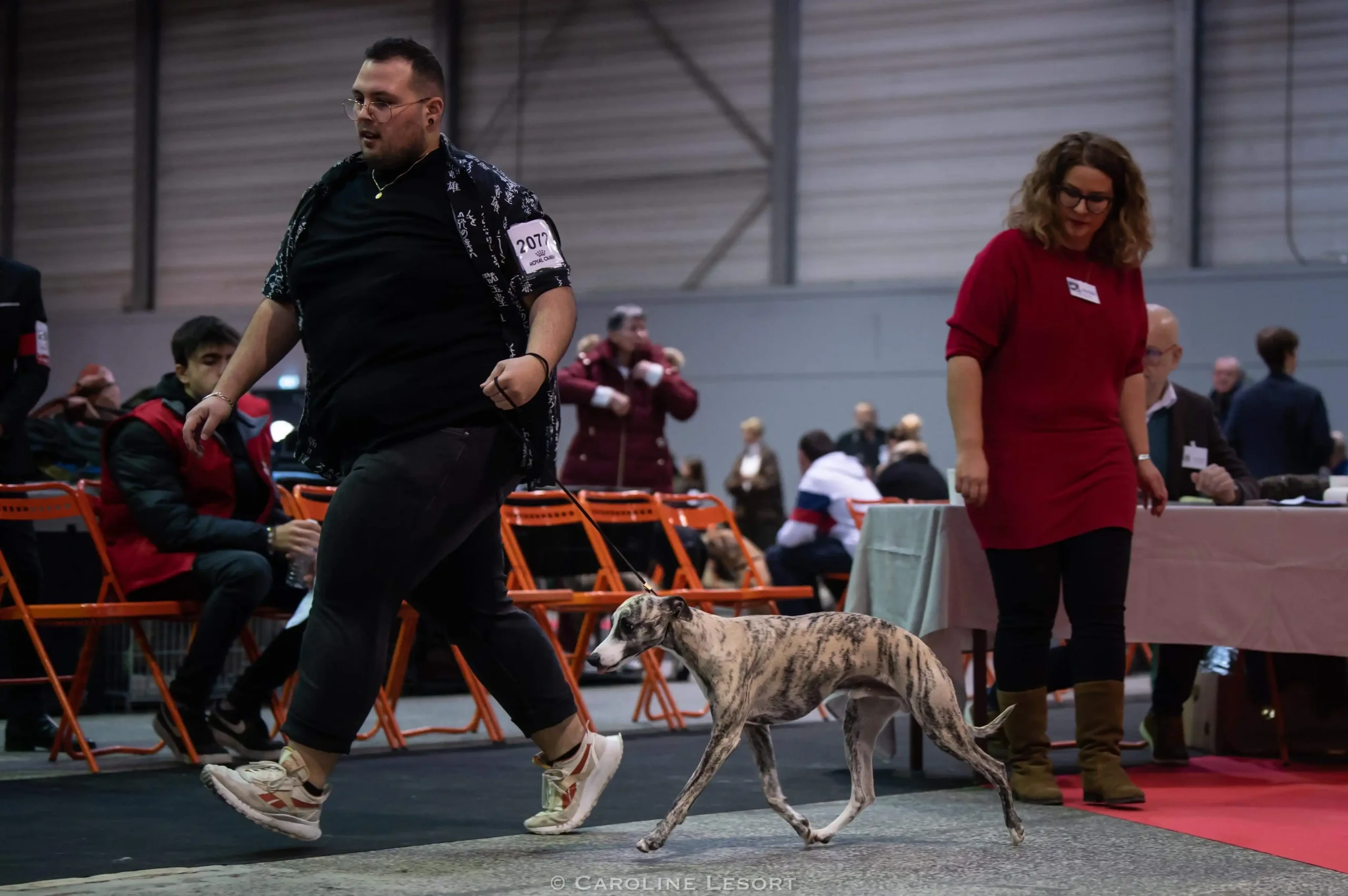 Allures whippet mâle expositions canines Nantes