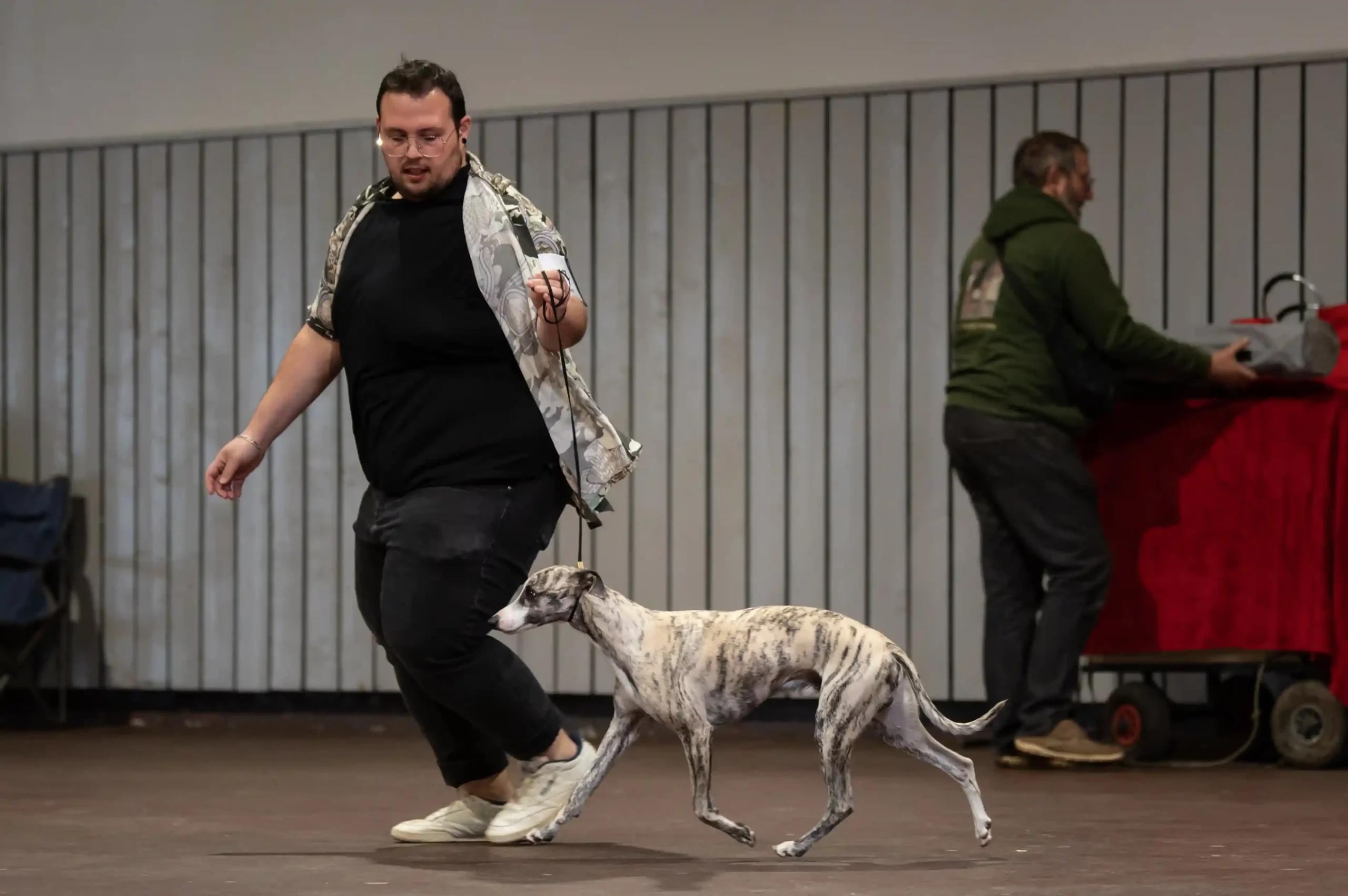 Lévrier whippet en exposition canine