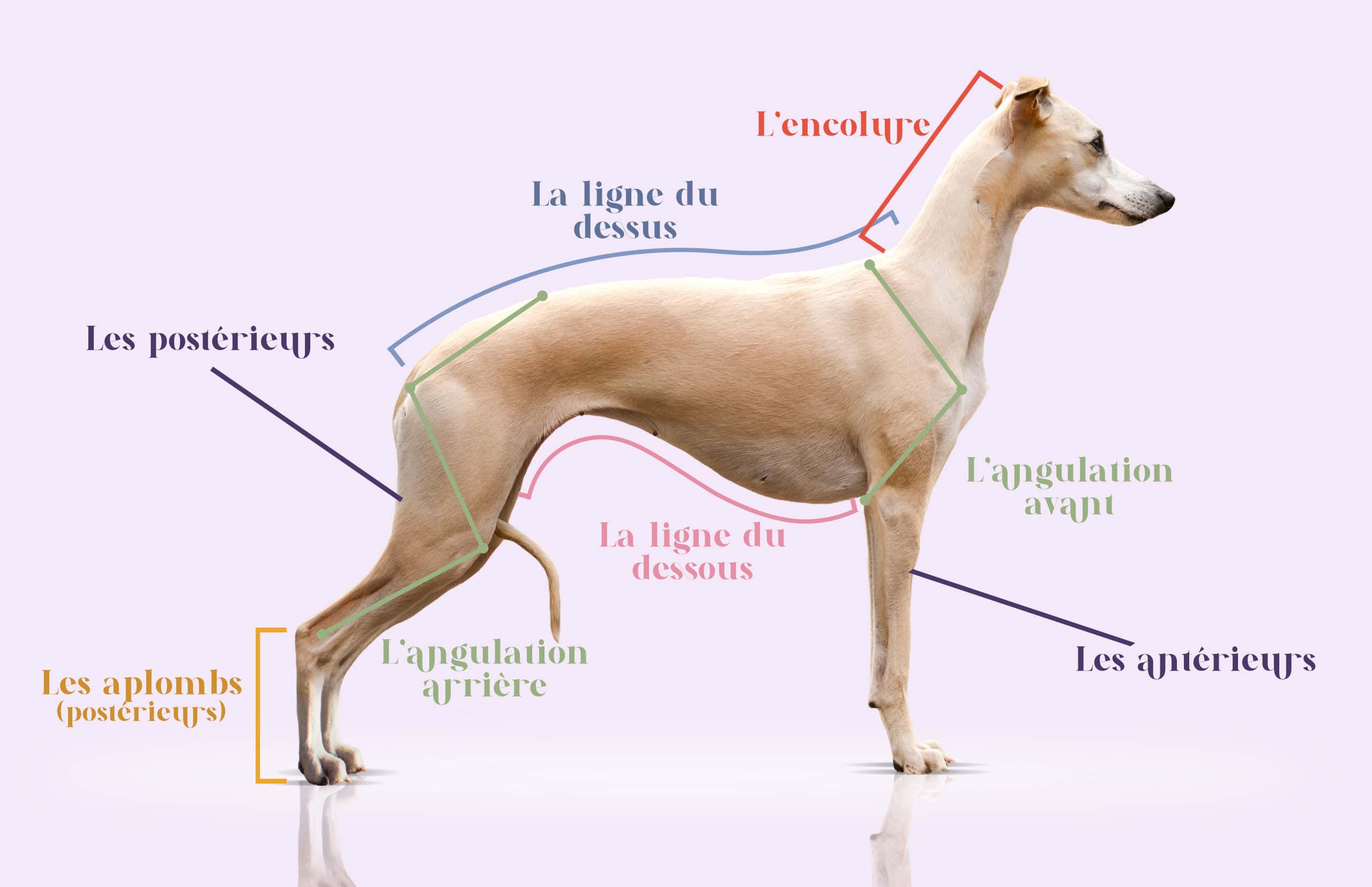 Anatomie et vocabulaire exposition canine whippet